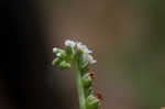 Salt heliotrope